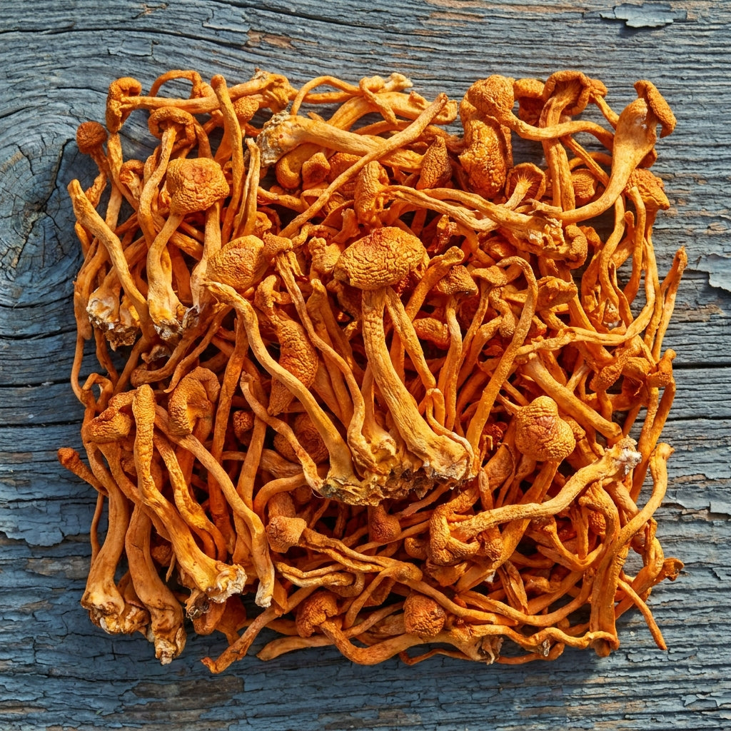 Cordyceps