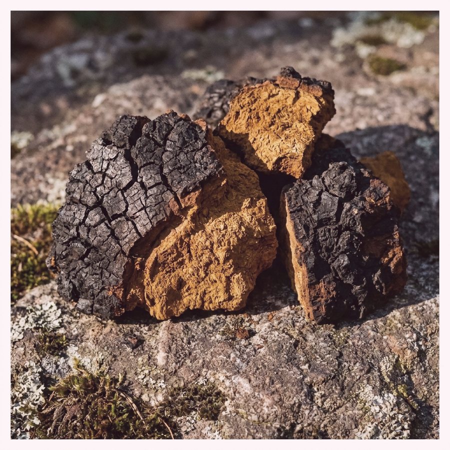 Chaga