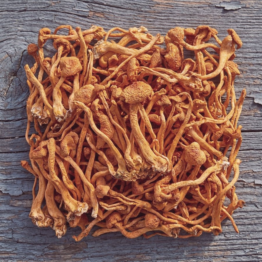 Cordyceps