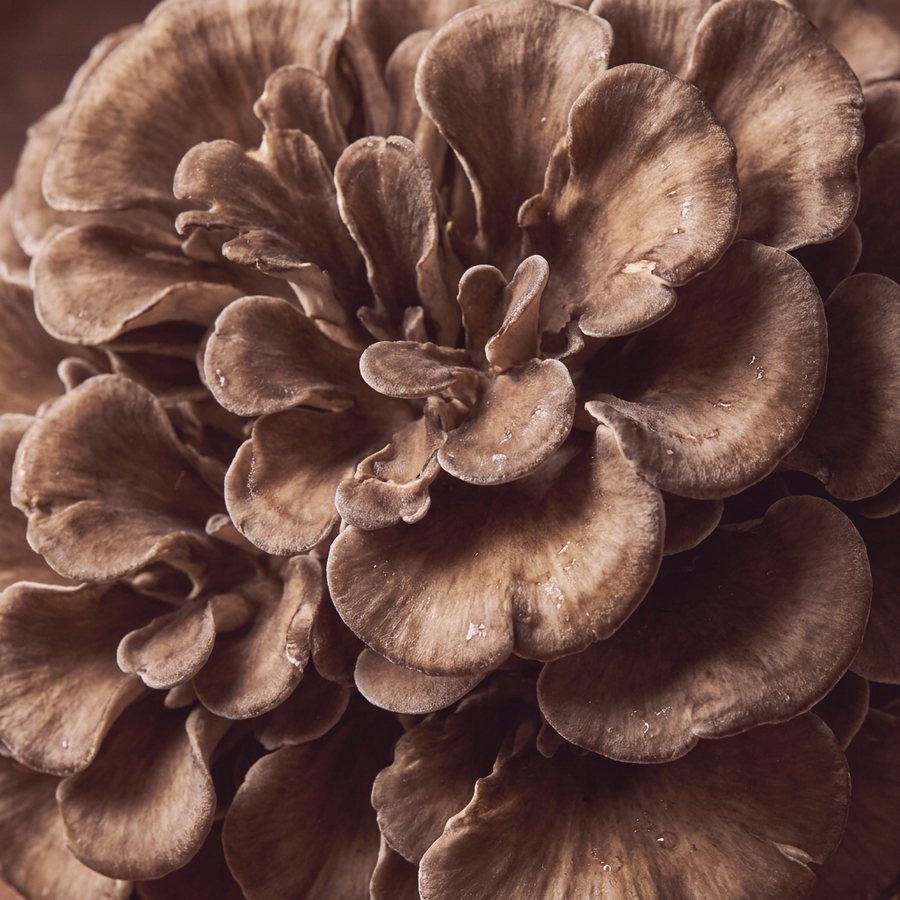 Maitake