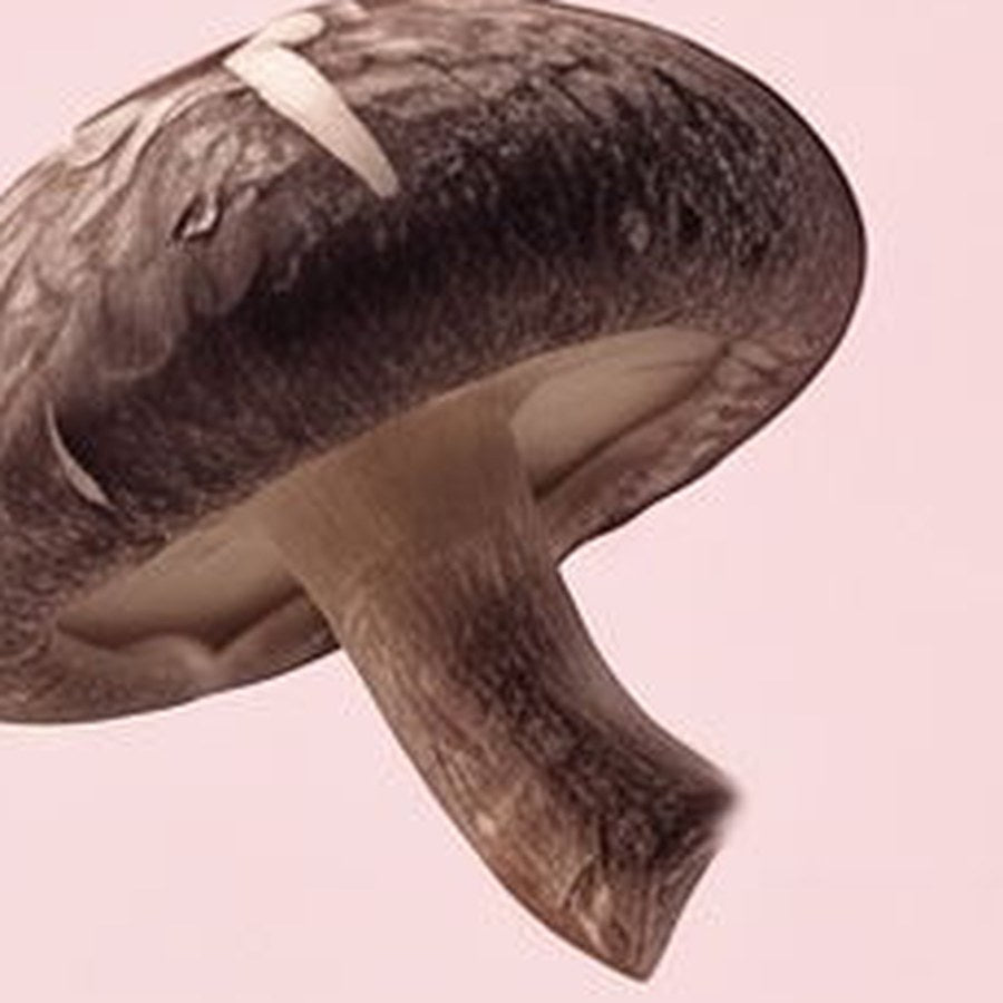 Shiitake